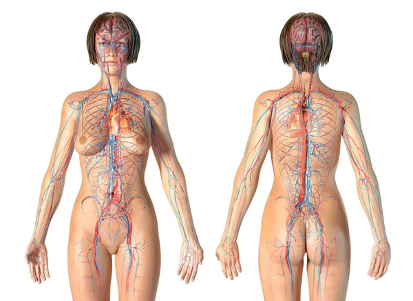 Anatomía mujer sistema cardiovascular, vistas traseras y delanteras . —  Fotos de Stock