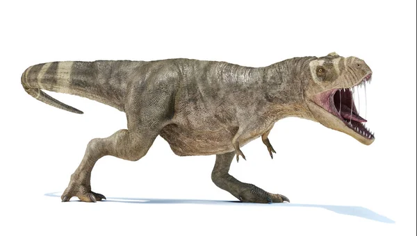 T-rex tam vücut perspektif görünümü. — Stok fotoğraf