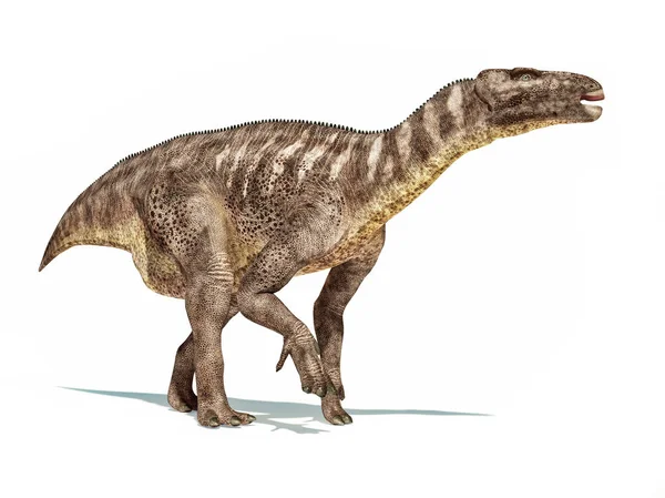Iguanodon dinosaurus geïsoleerd op witte achtergrond. — Stockfoto