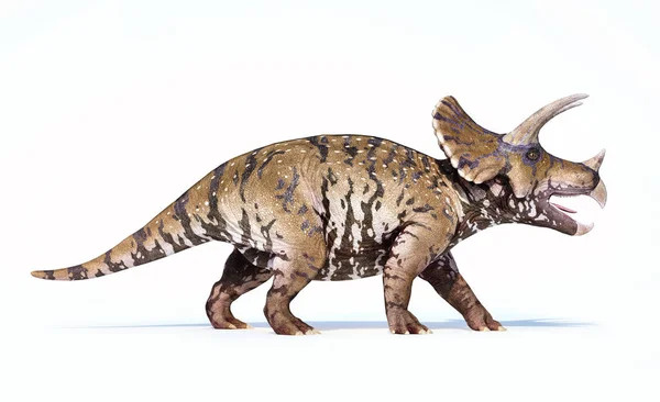 Triceratops 3d rendering σε λευκό φόντο — Φωτογραφία Αρχείου
