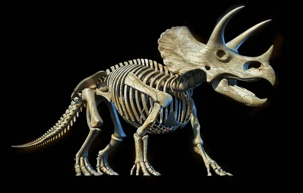 Triceratops iskelet siyah arka plan üzerine 3d render. — Stok fotoğraf