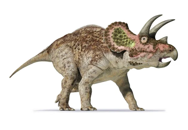 Triceratops vykreslování 3d objektů na bílém pozadí — Stock fotografie