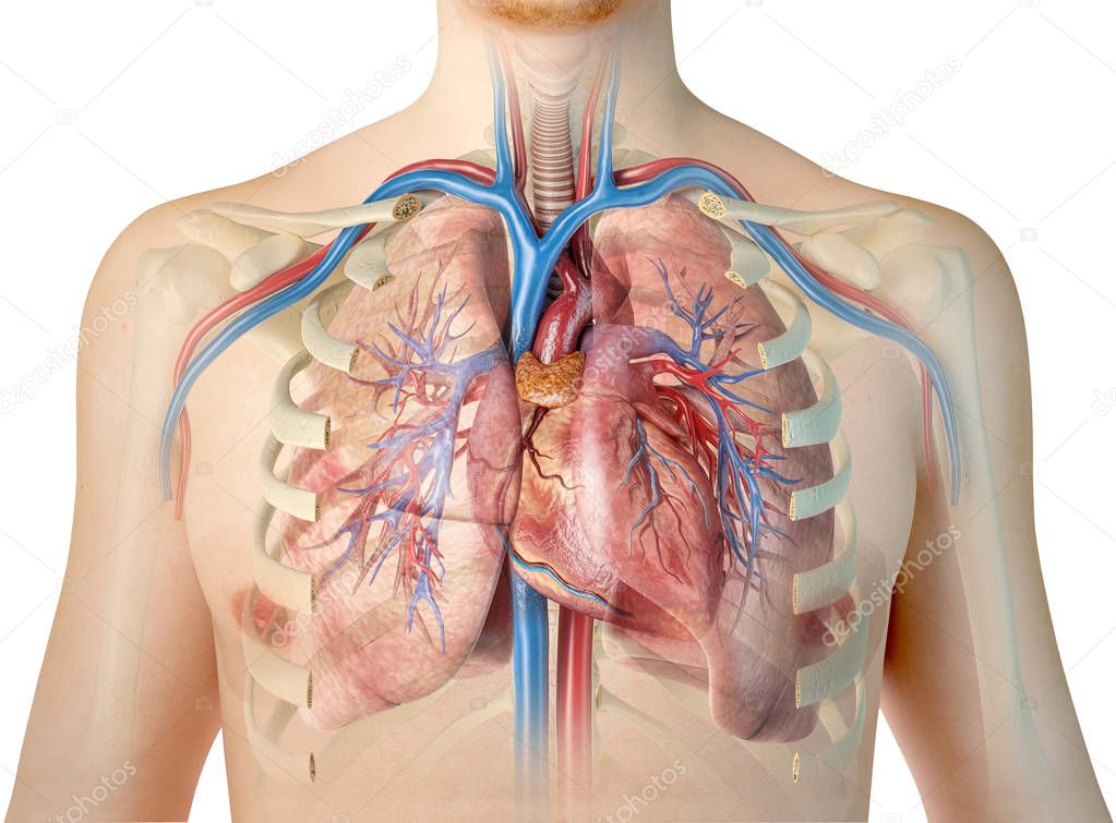 Human heart with vessels, lungs, bronchial tree and cut rib cage