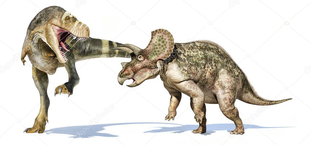 T-rex dinosaur attacking a triceratops.