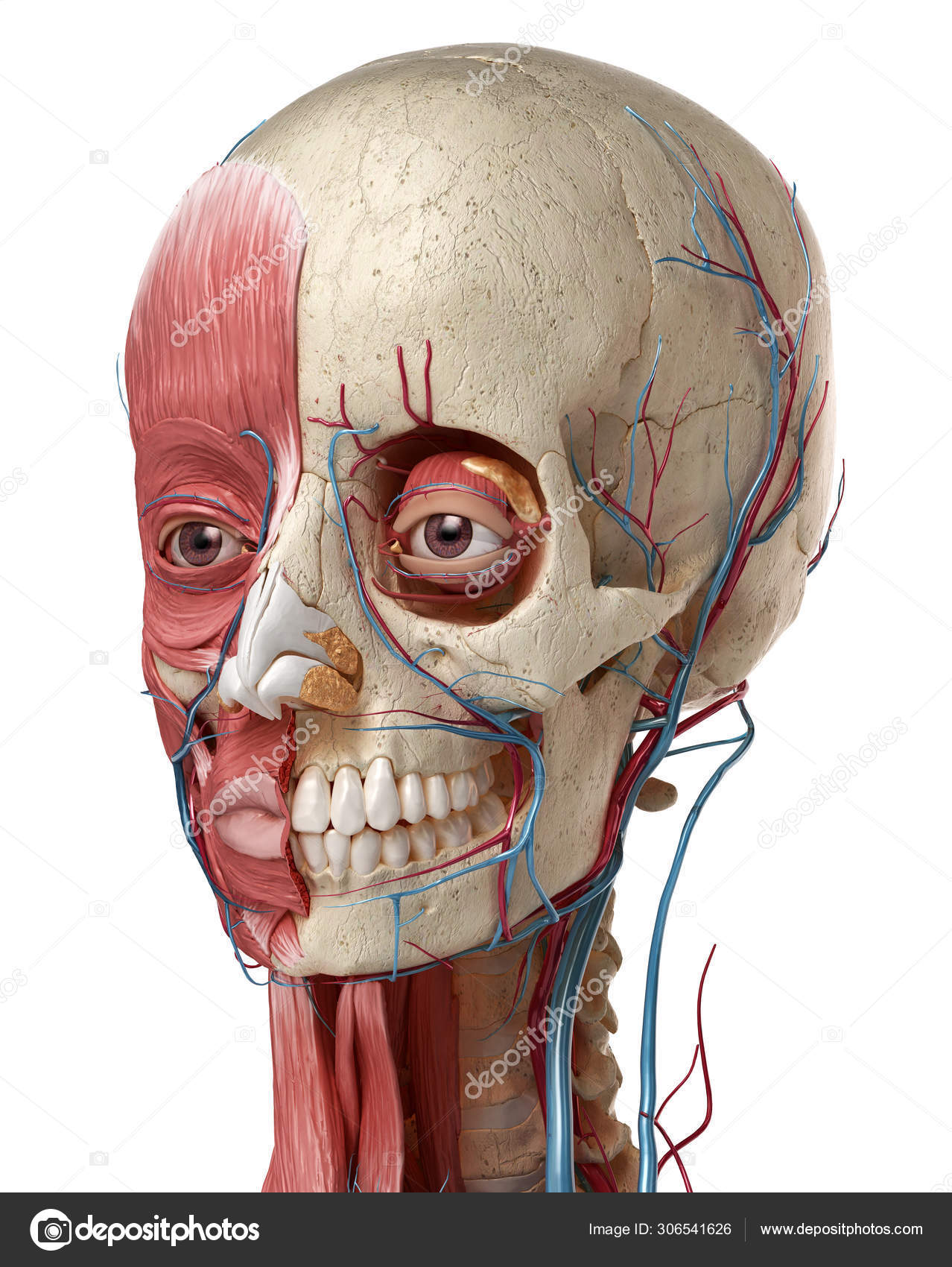 The Human Skull: Anatomy and 3D Illustrations