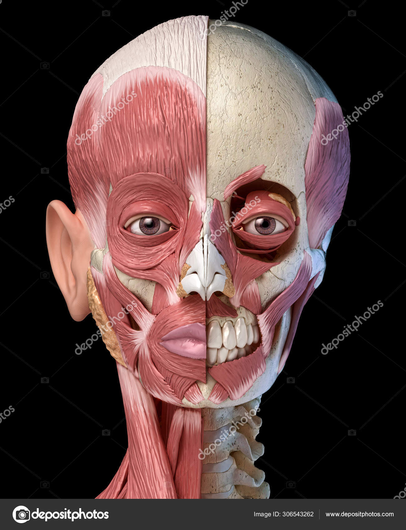 Sistema muscular de la cabeza humana en el cráneo. Vista frontal . — Foto  de stock #306543262 © Pixelchaos, image size:1301x1700