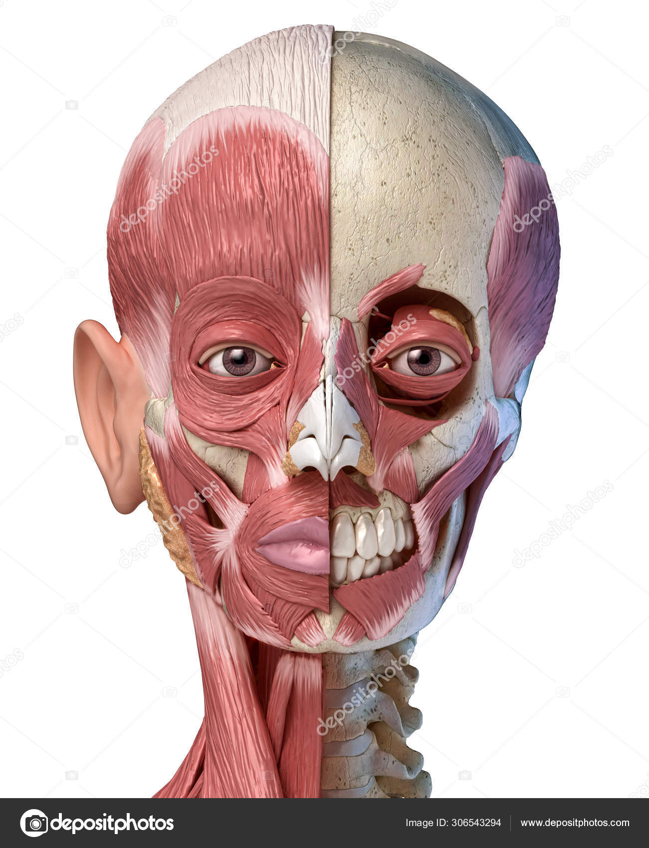 Sistema muscular de la cabeza humana en el cráneo. Vista frontal . — Foto  de stock #306543294 © Pixelchaos, image size:1301x1700