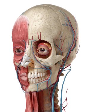 3D anatomy illustration of human head with skull and muscles. clipart