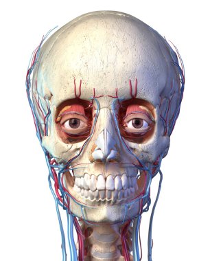 Human skull with eyes, veins and arteries. Front view. clipart