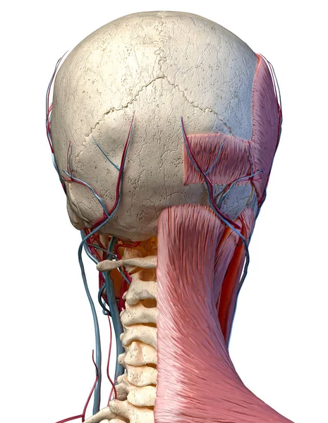 Illustrazione anatomica 3D della testa umana con cranio, vasi sanguigni — Foto Stock