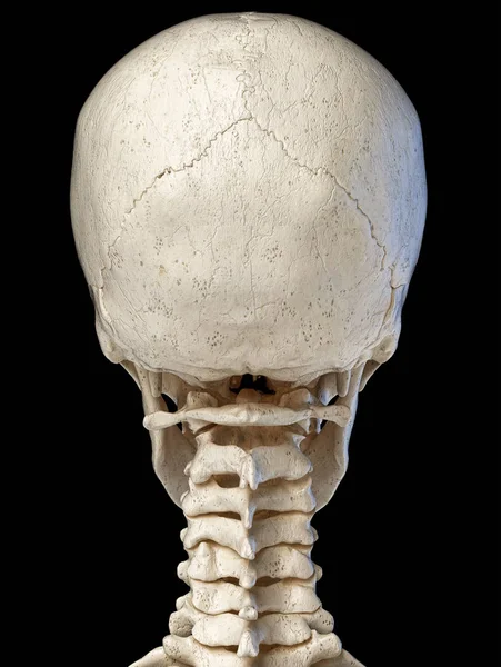 Human skull viewed from the back. — Stock Photo, Image