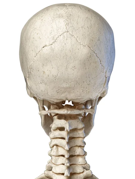 Human skull viewed from the back. — Stock Photo, Image