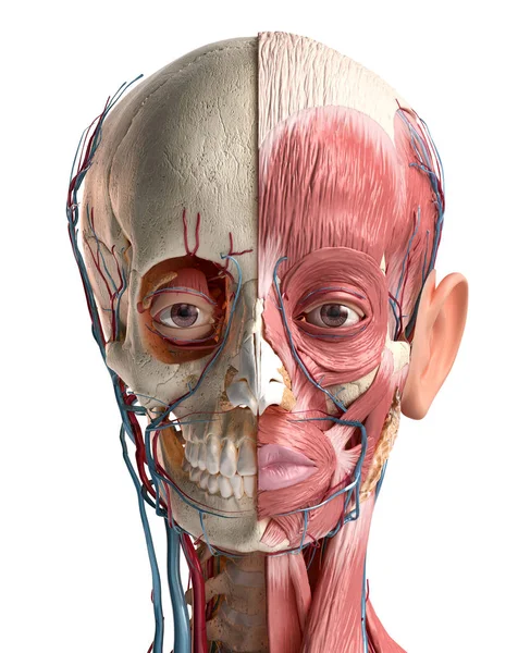 Cabeza humana con cráneo, músculos faciales, ojos y vasos sanguíneos . —  Fotos de Stock