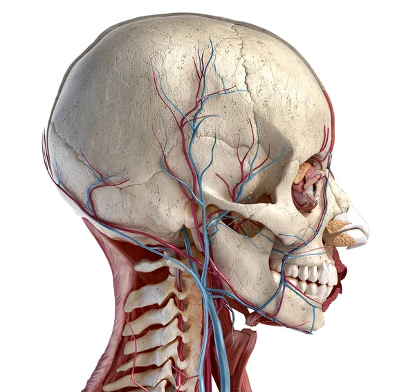 Human head with skull, muscles, eyes and blood vessels. — Stock Photo, Image