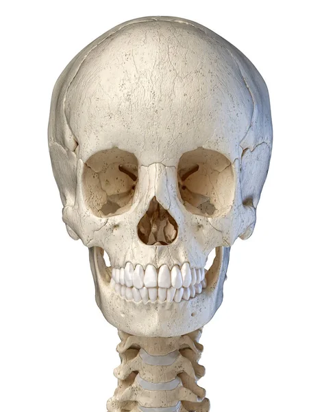 Menselijke schedel bekeken vanaf de voorkant. computer artwork. — Stockfoto