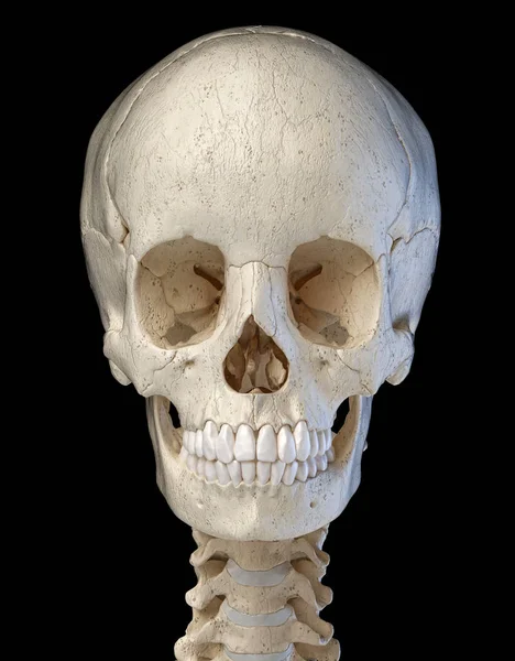 Human skull viewed from the front. computer artwork. — Stock Photo, Image