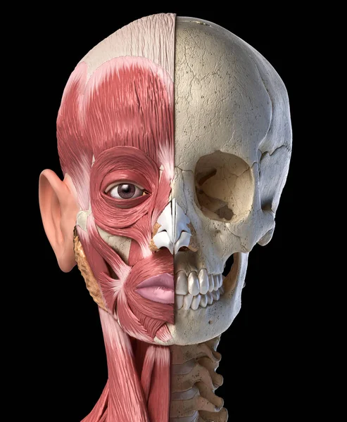 Menselijke hoofd spieren en schedel. Vooraanzicht. — Stockfoto