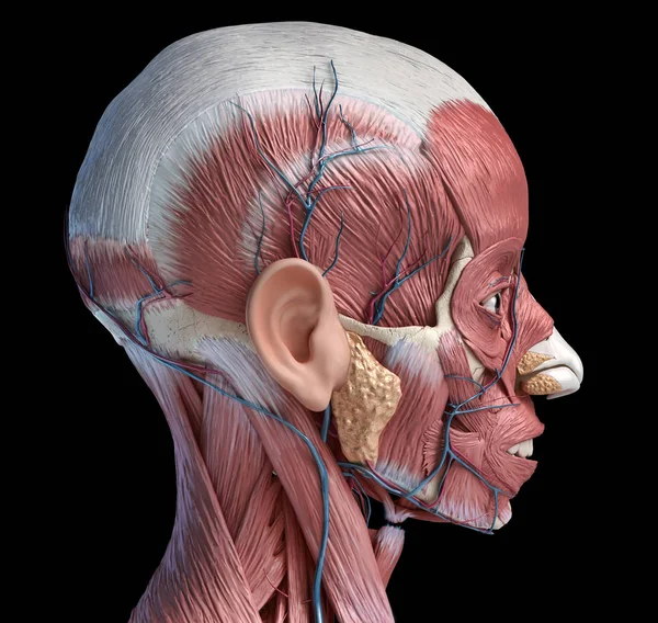 Músculos de la cabeza humana con venas y arterias. Vista lateral . — Foto de Stock