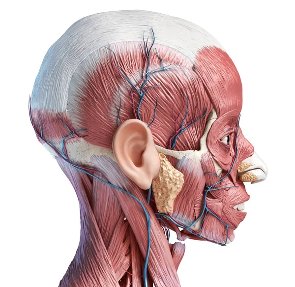 정맥과 동맥이있는 인간의 머리 근육. 측면 도면. — 스톡 사진