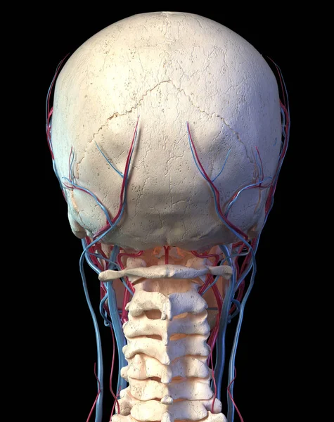 Ludzka czaszka z żyłami i tętnicami. Widok z tyłu. — Zdjęcie stockowe