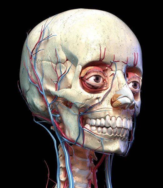 Calavera humana con ojos, venas y arterias. Perspectiva . — Foto de Stock