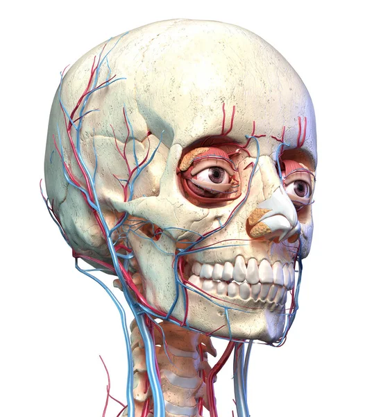 Ludzka czaszka z oczami, żyłami i tętnicami. Widok perspektywiczny. — Zdjęcie stockowe