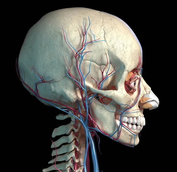 Human skull with eyes, veins and arteries. Side view. — Stock Photo, Image