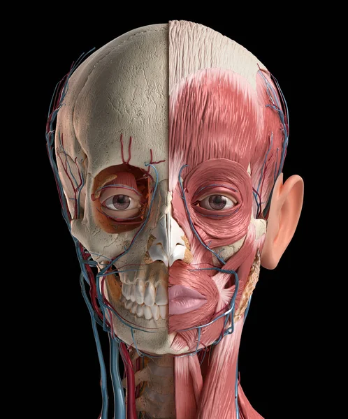 Human head with skull, facial muscles, eyes and blood vessels. — Stock Photo, Image