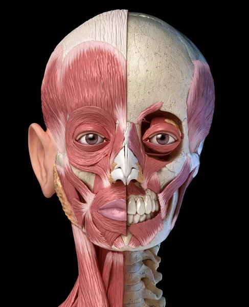 Human head muscular system on skull. Front view. — Stock Photo, Image