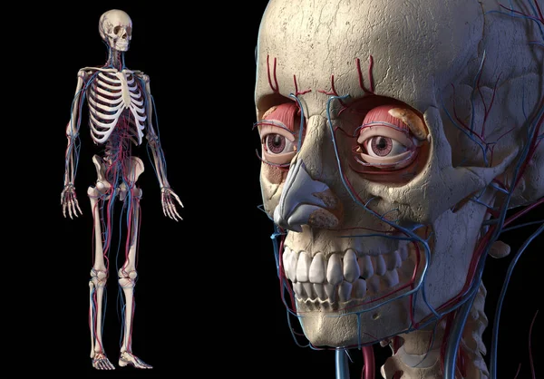 Teschio umano da vicino con sistema scheletrico e cardiovascolare completo Foto Stock Royalty Free