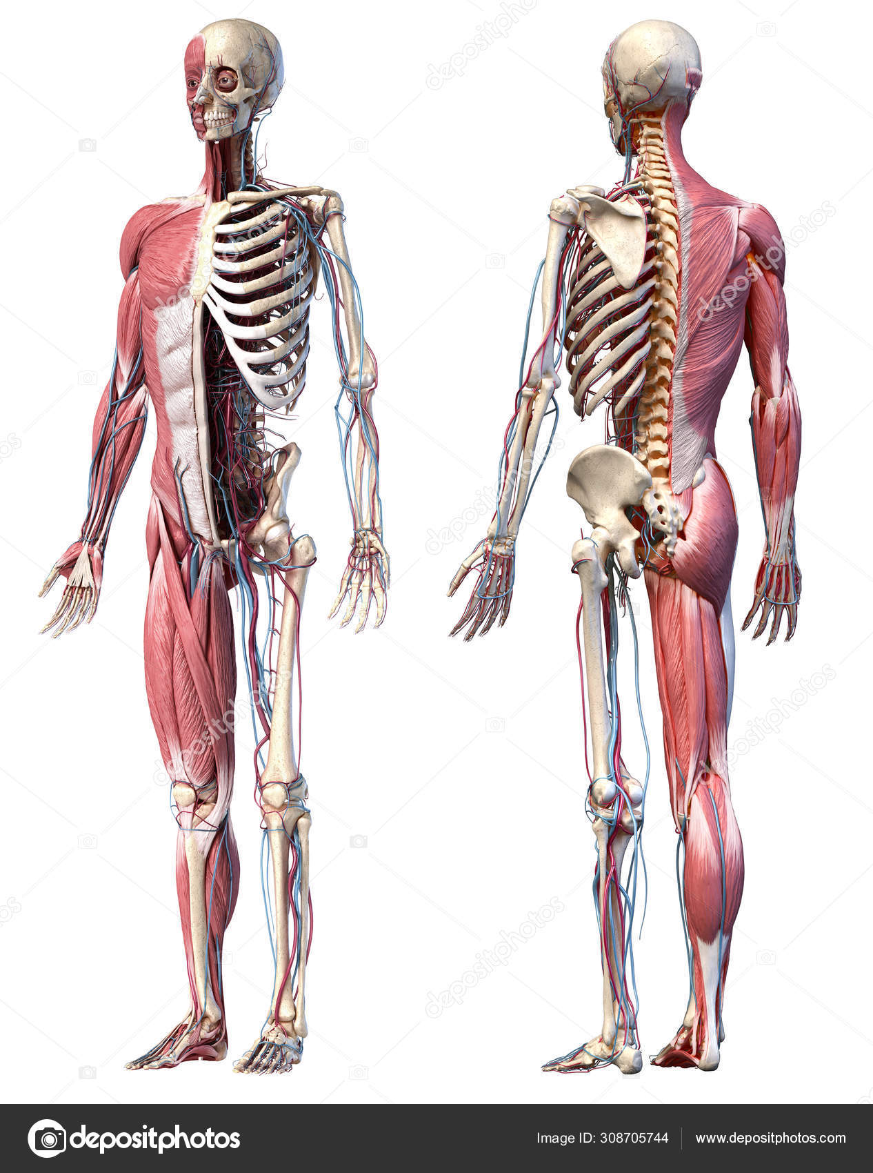 Ilustración 3d del esqueleto de cuerpo completo humano con músculos, venas  y arterias . — Foto de stock #308705744 © Pixelchaos, image size:1266x1700