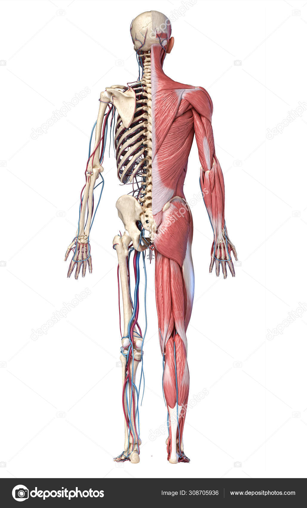 Human Anatomy Back View Organs