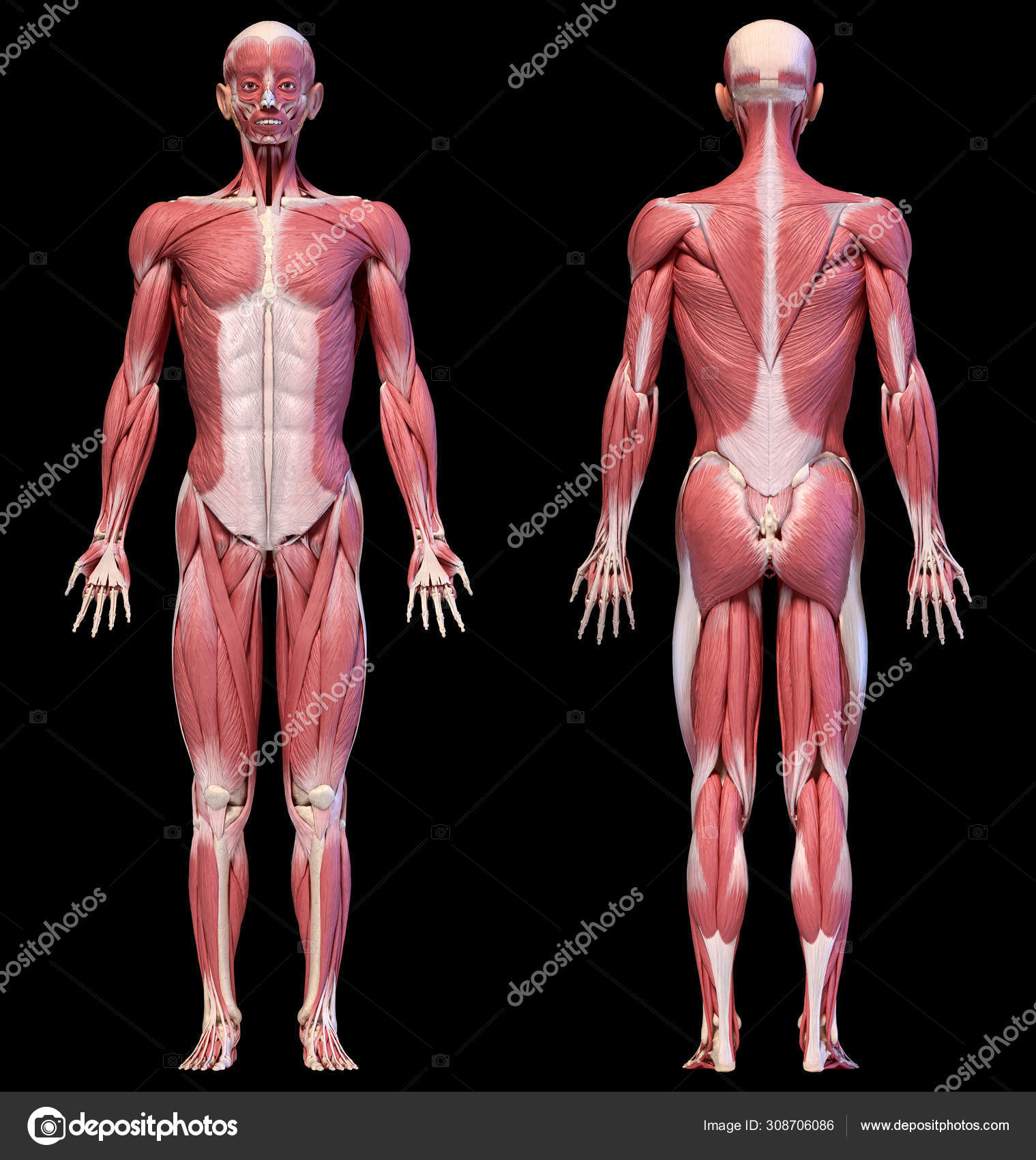 Human Body Full Figure Male Muscular System Front And Back Views Stock Photo Image By C Pixelchaos 308706086