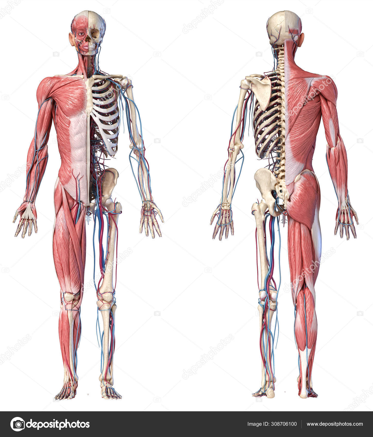 Humain squelette anatomie avec muscle et squelette. 3d médical  illustration., ai génératif image 23183226 Photo de stock chez Vecteezy