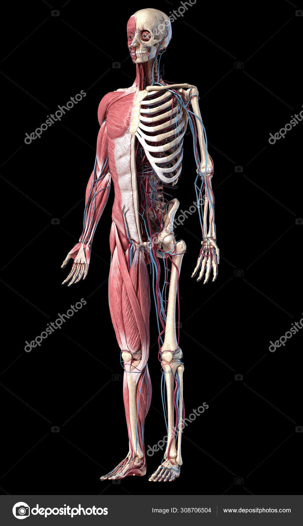 Esqueleto de cuerpo completo humano con músculos, venas y arterias.  Ilustración 3d — Foto de stock #308706504 © Pixelchaos, image size:978x1700