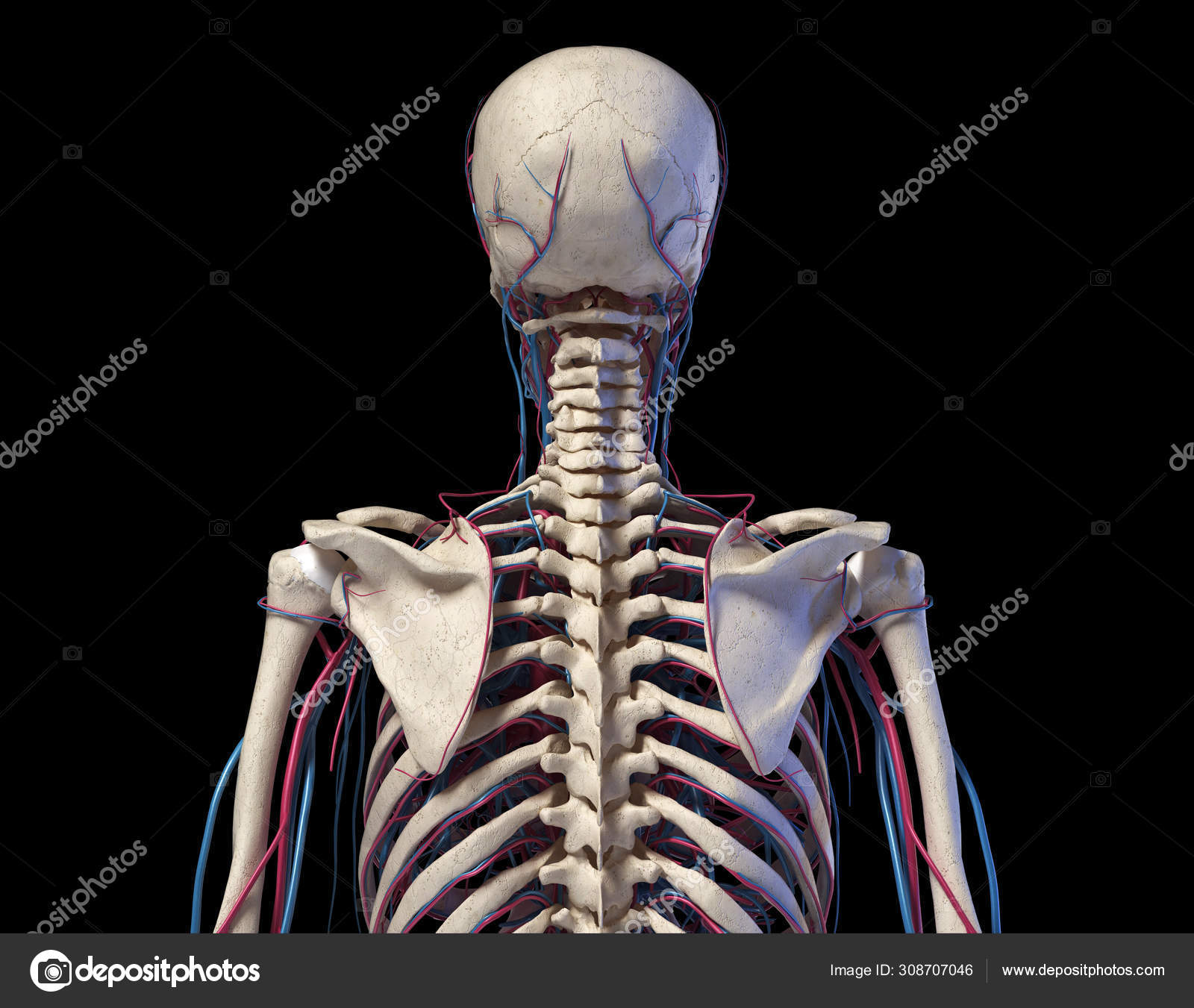 Human Torso Anatomy Skeleton With Veins And Arteries Back View Stock Photo Image By C Pixelchaos 308707046