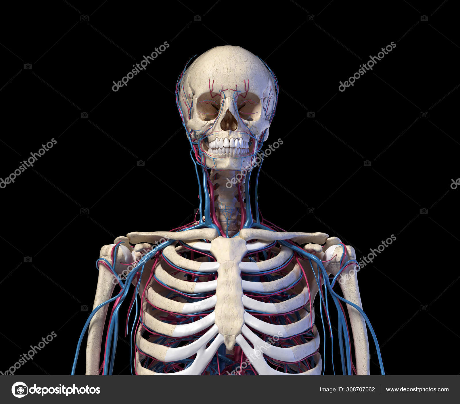 Human Torso Anatomy Skeleton With Veins And Arteries Front View Stock Photo Image By C Pixelchaos 308707062