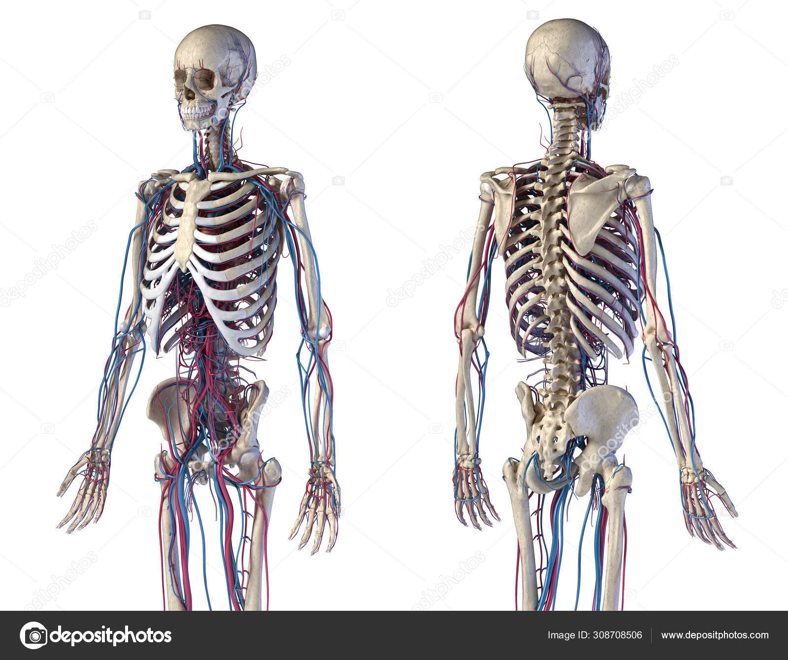 Human Body Anatomy Skeleton With Veins And Arteries Front And Back Views Stock Photo Image By C Pixelchaos 308708506