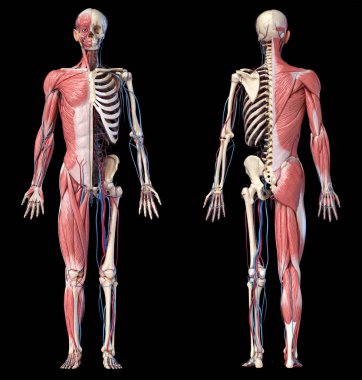 3d Illustration of Human full body skeleton with muscles, veins and arteries. clipart