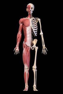 Anatomy of human male muscular and skeletal systems, front view. clipart