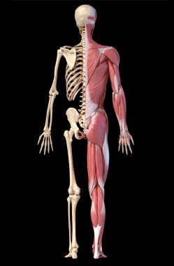 İnsan erkek kas ve iskelet sistemlerinin anatomisi, arka görünüm.