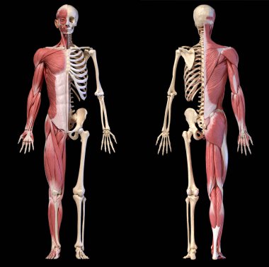 Anatomy of human male muscular and skeletal systems, front and rear views. clipart