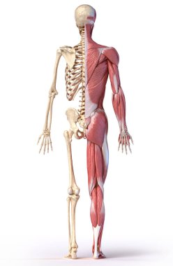İnsan erkek kas ve iskelet sistemlerinin anatomisi, arka görünüm.