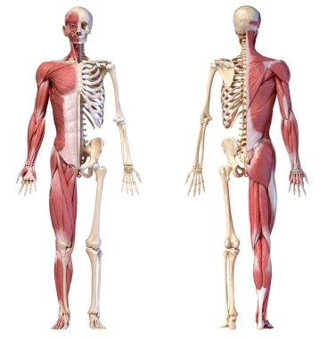 İnsan erkek kas ve iskelet sistemlerinin anatomisi, ön ve arka görünümler.