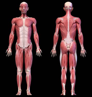 Human body, full figure male muscular system, front and back views. clipart