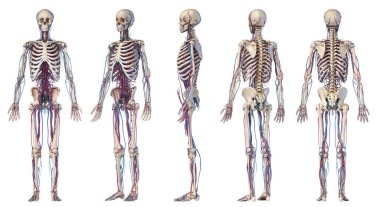 Human body anatomy. Skeleton with veins and arteries. Five angle views. clipart