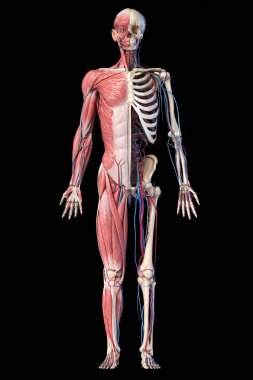 Human full body skeleton with muscles, veins and arteries. 3d Illustration clipart