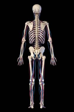 İnsan vücut anatomisi. Damarlı ve atardamarlı iskelet. Arka görüş.