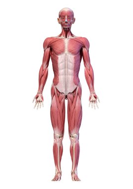 Human body, full figure male muscular system, front view. clipart