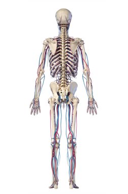 İnsan vücut anatomisi. Damarlı ve atardamarlı iskelet. Arka görüş.